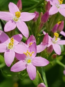 Bachblüte Centaury