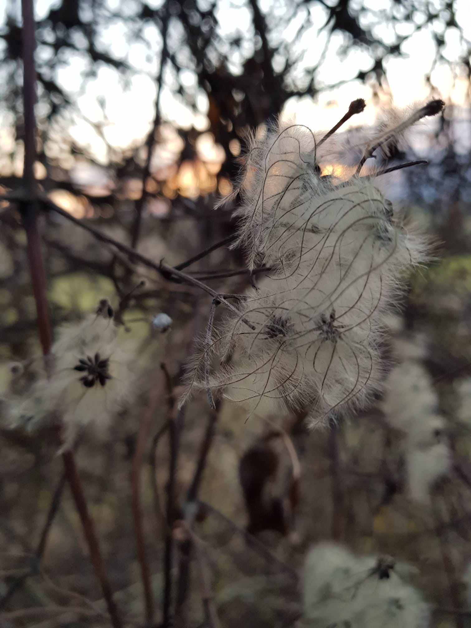 Bachblüte Clematis im Winter.