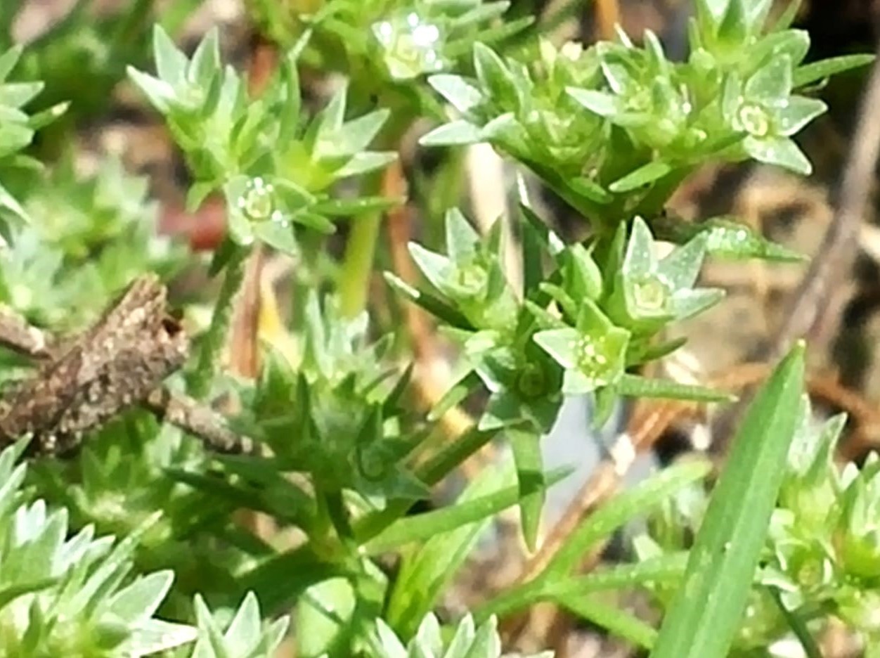 bachblüte scleranthus
