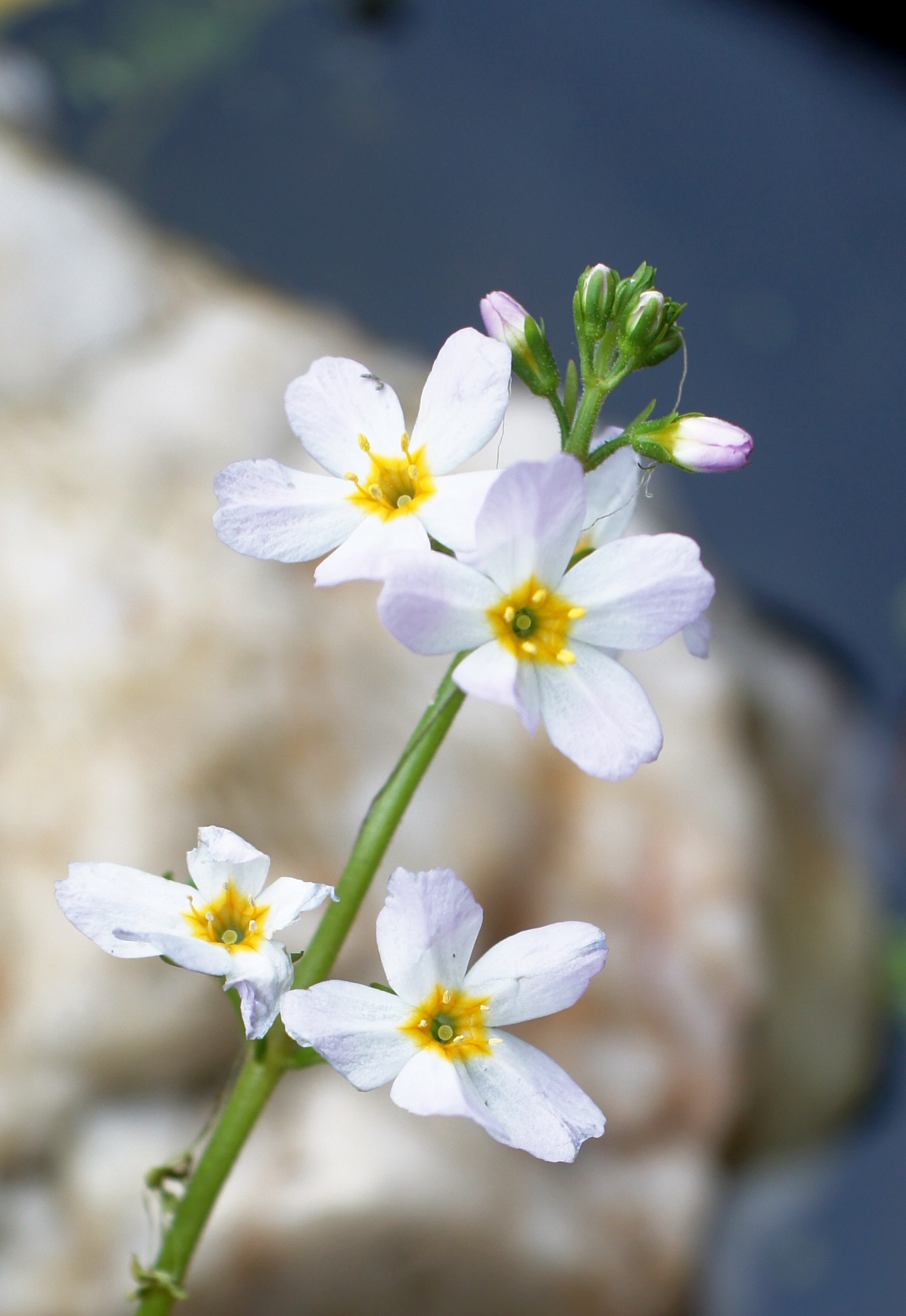 Bachblüte Water Violet