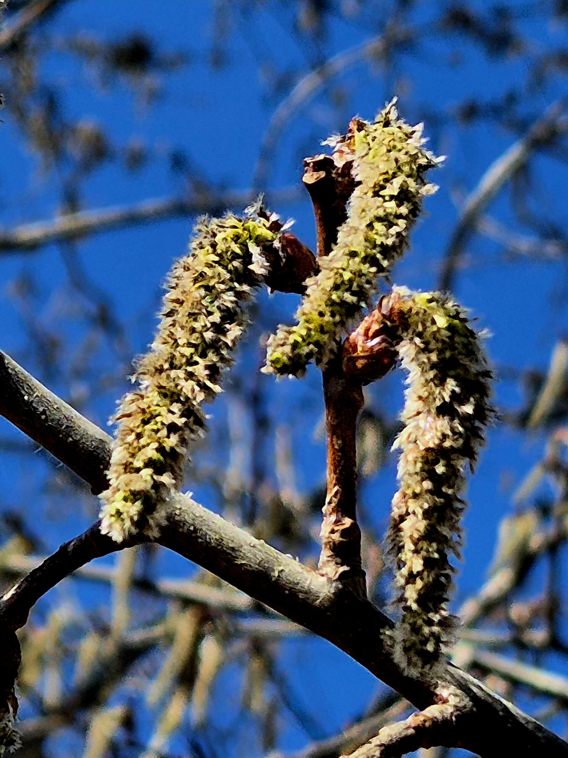 Bachblüte Aspen (Foto: H. Walbert)